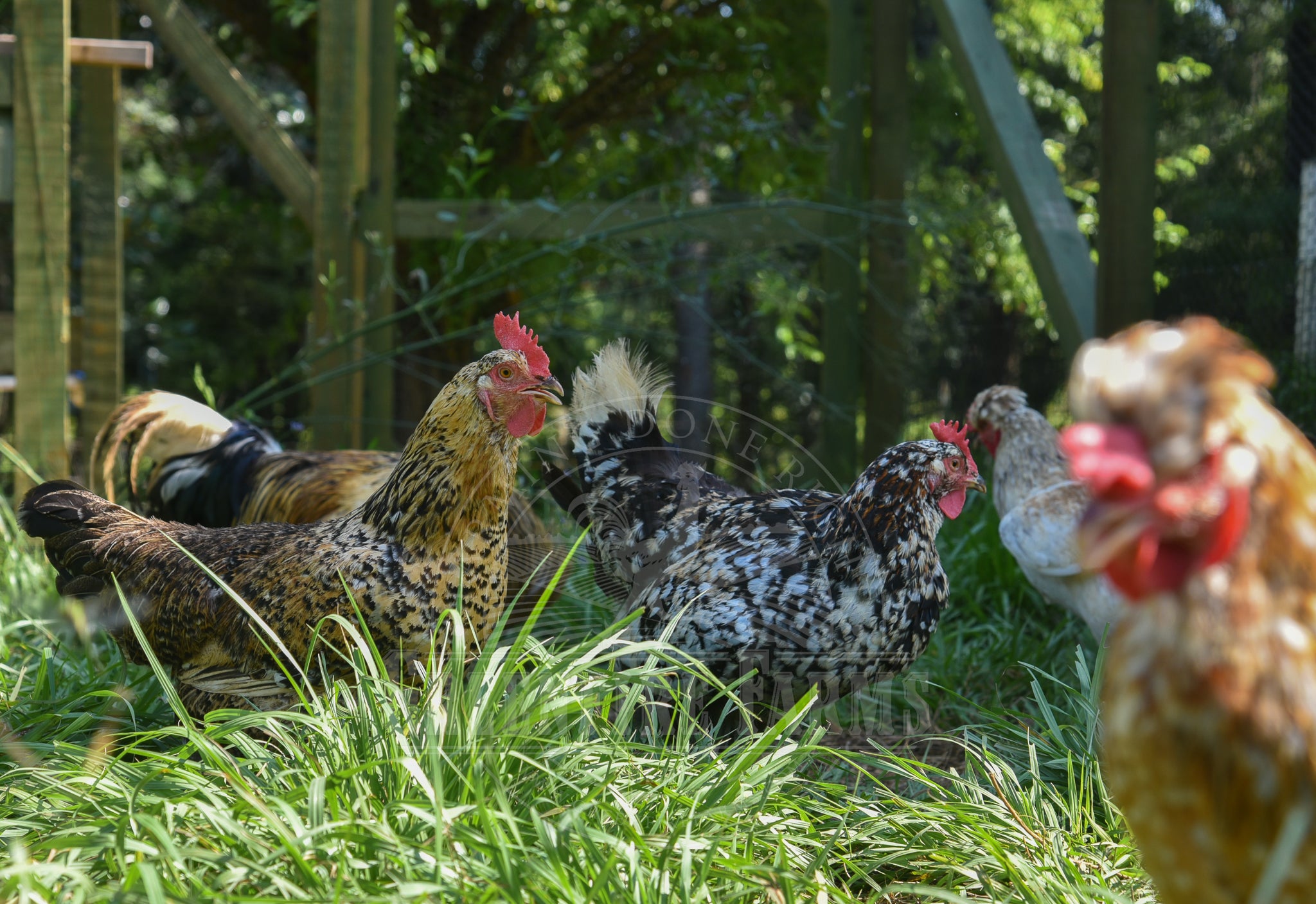 Swedish Flower Hen