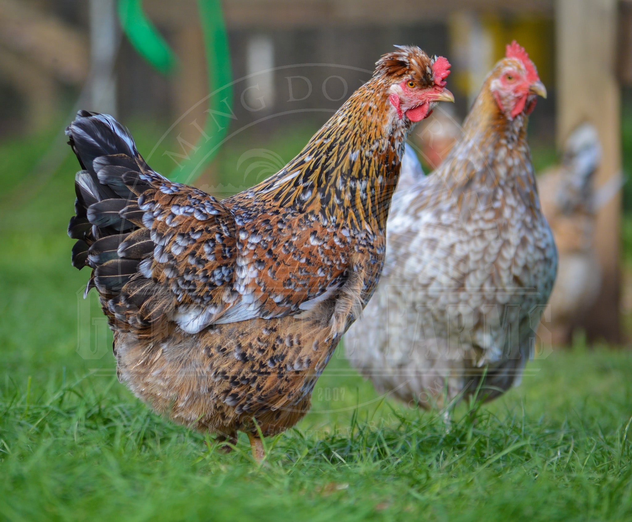 Swedish Flower Hen