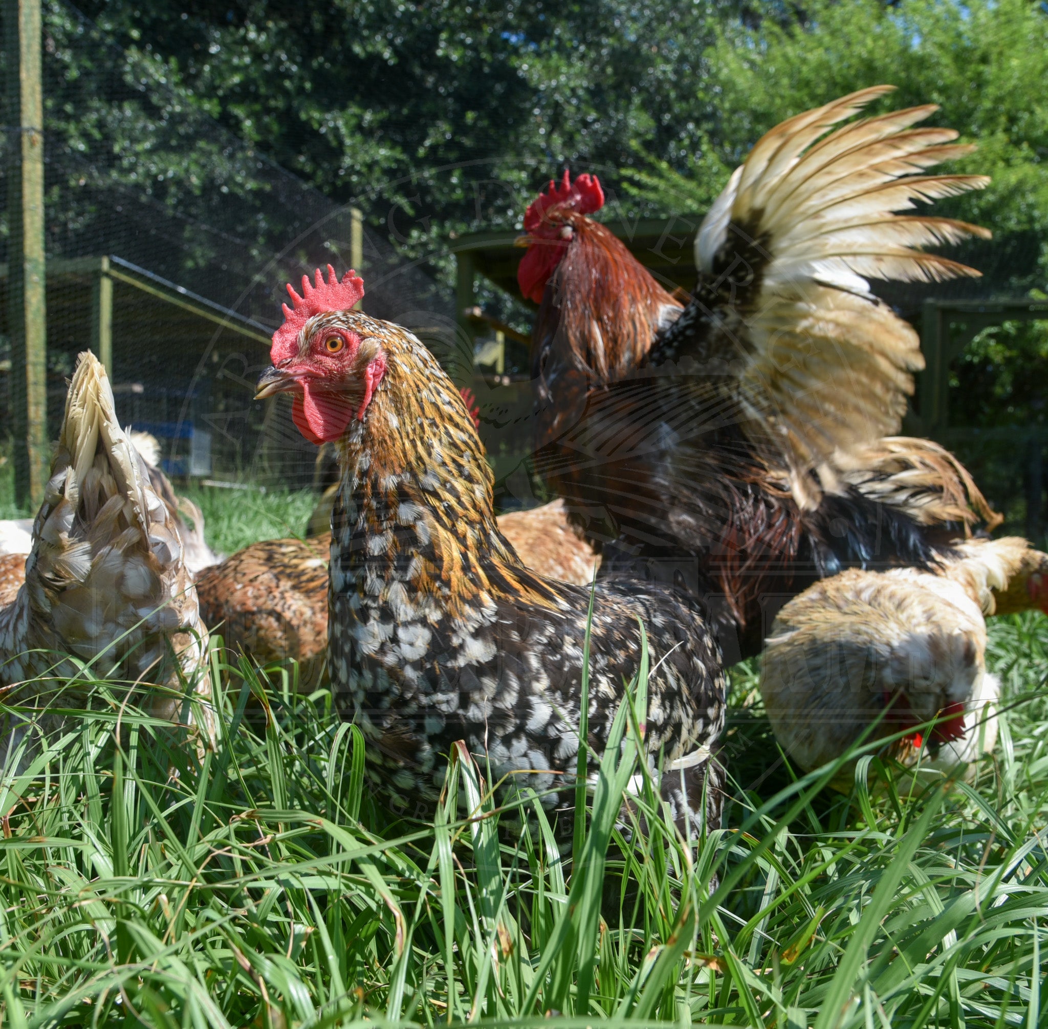 Swedish Flower Hen