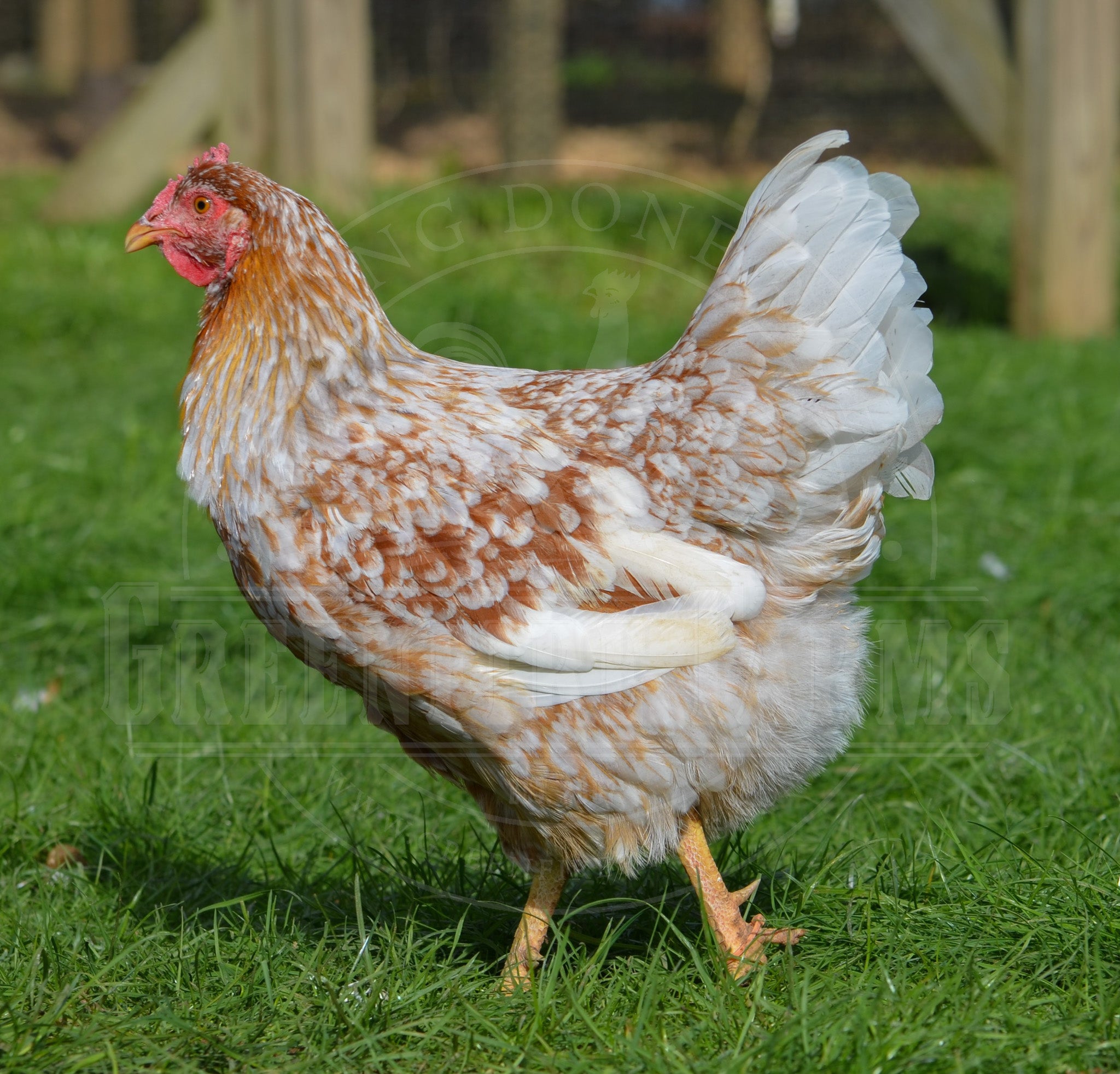 Swedish Flower Hen