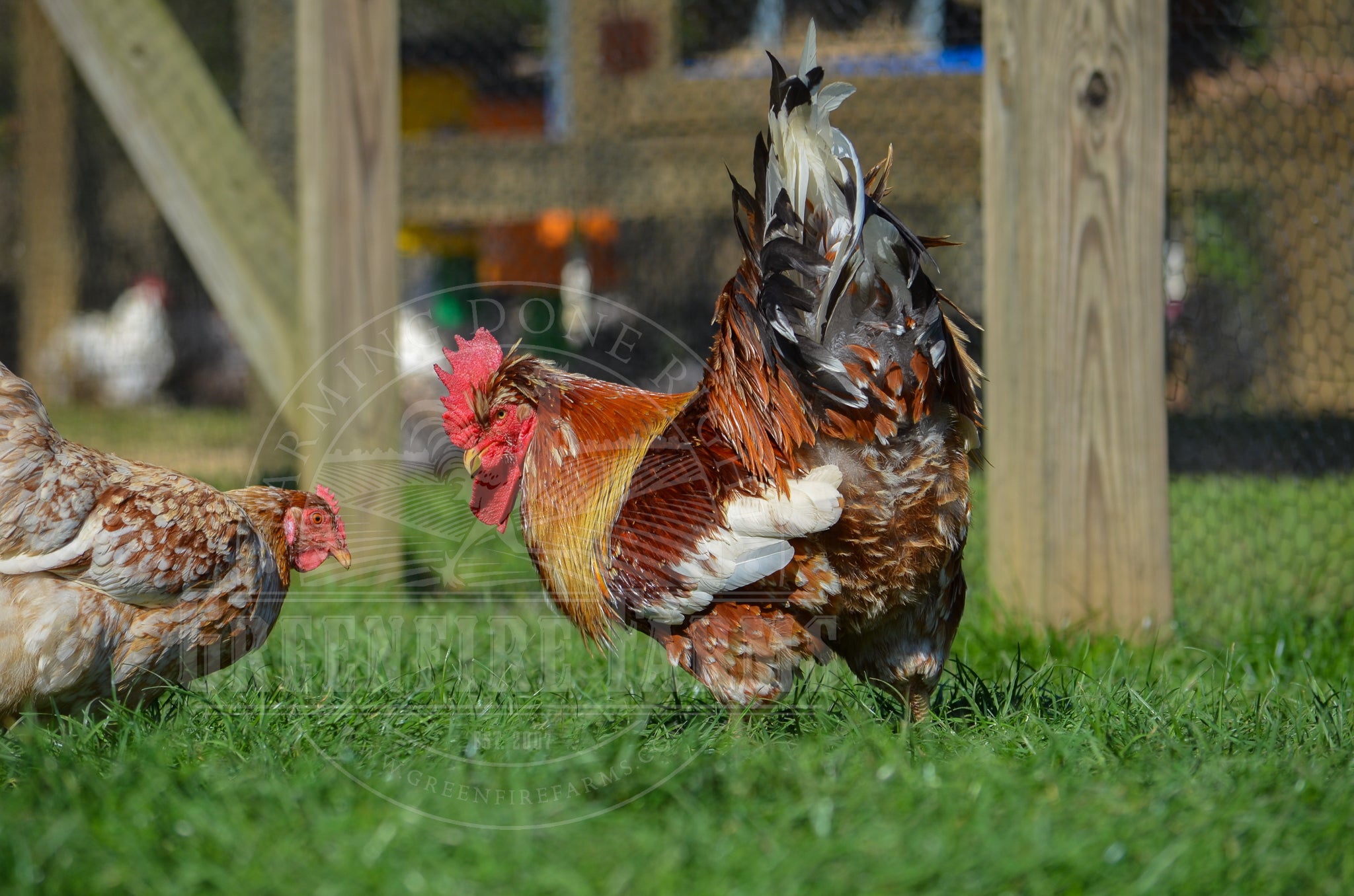 Swedish Flower Hen