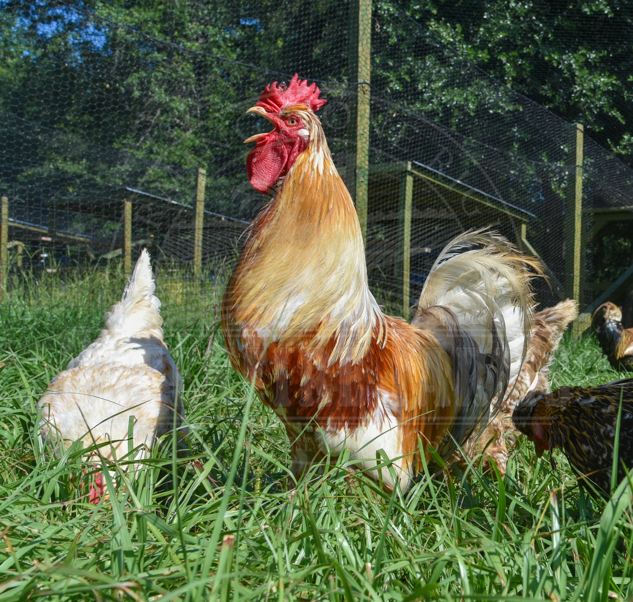 Swedish Flower Hen