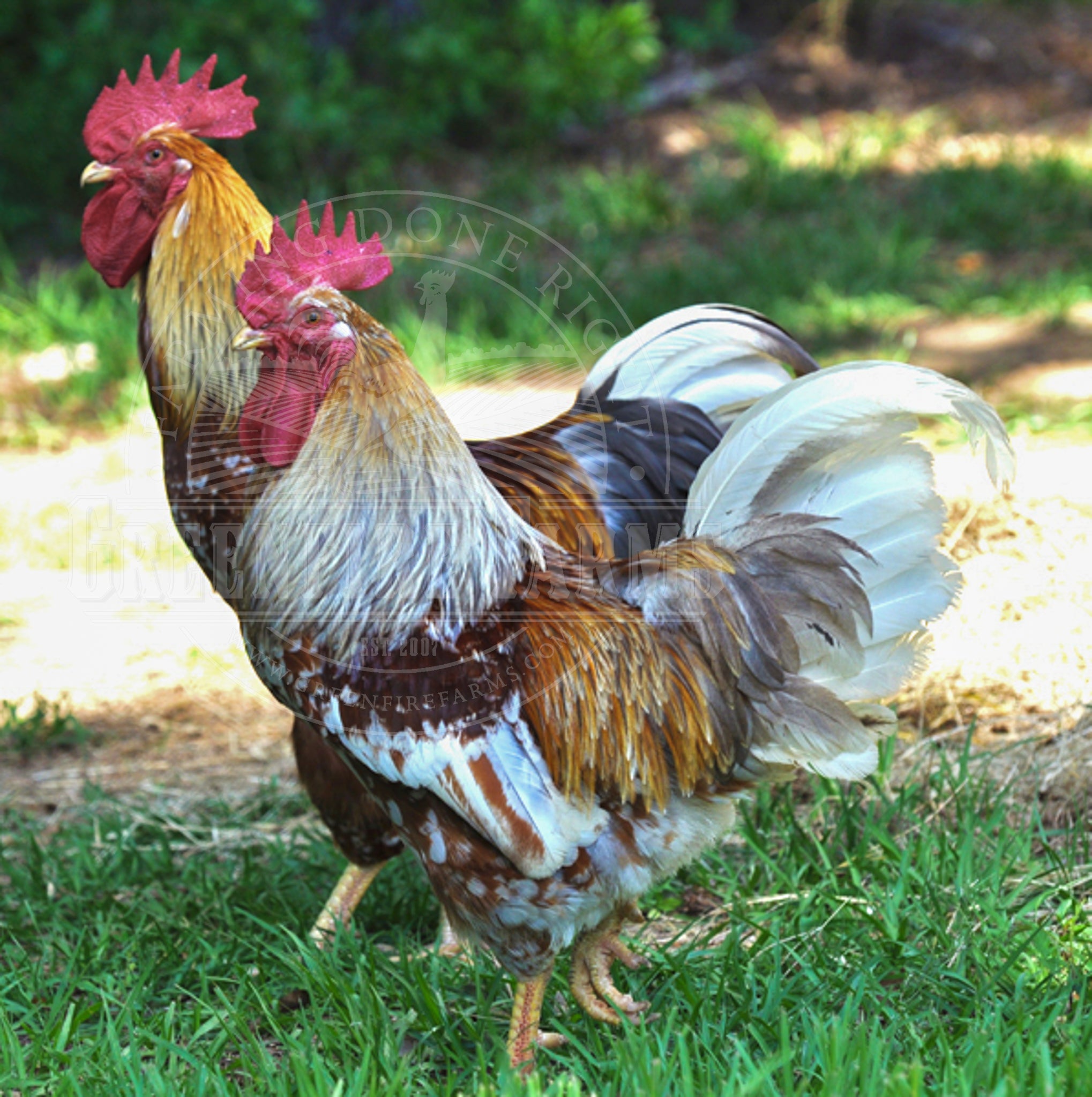 Swedish Flower Hen