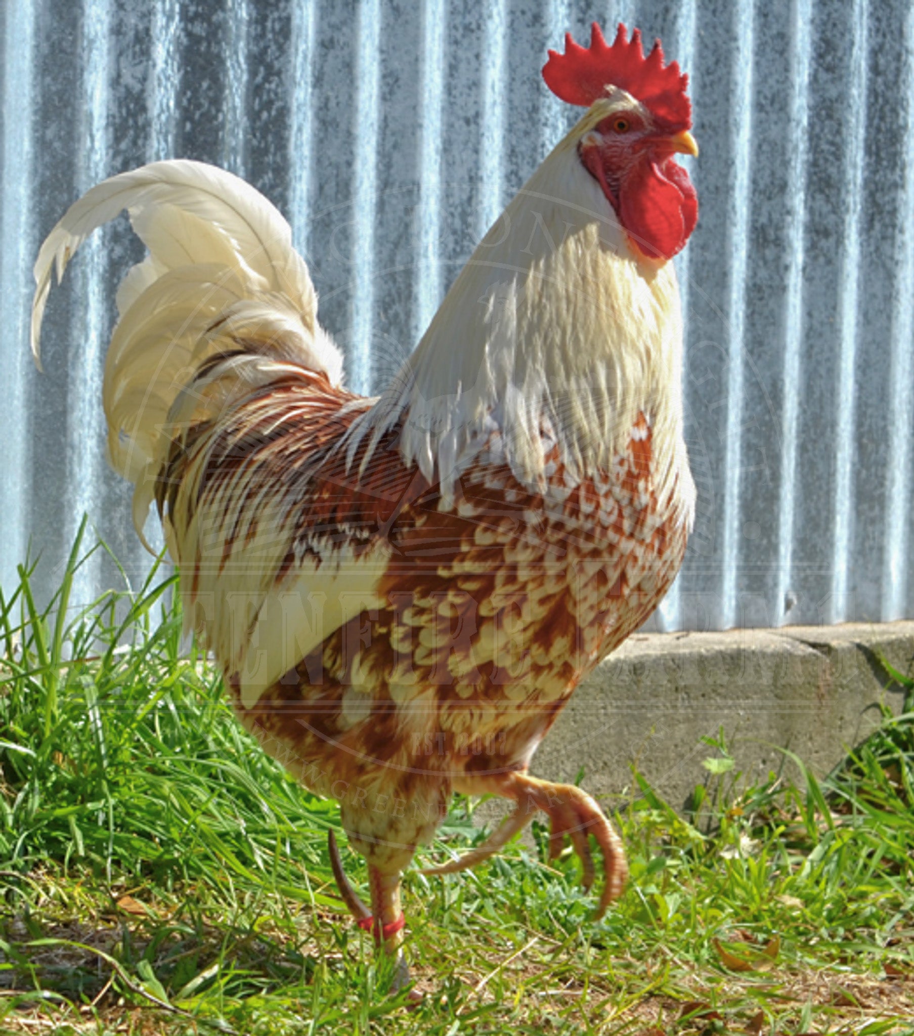 Swedish Flower Hen