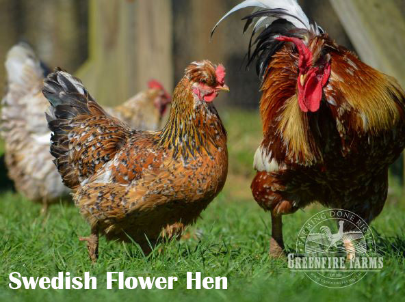 Cold Hardy Assortment