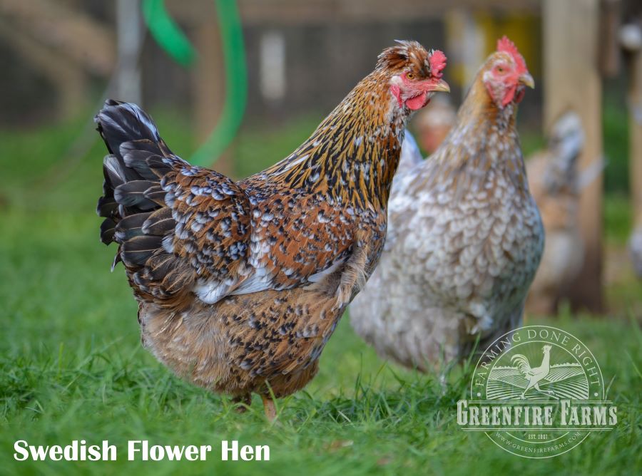 Cold Hardy Assortment