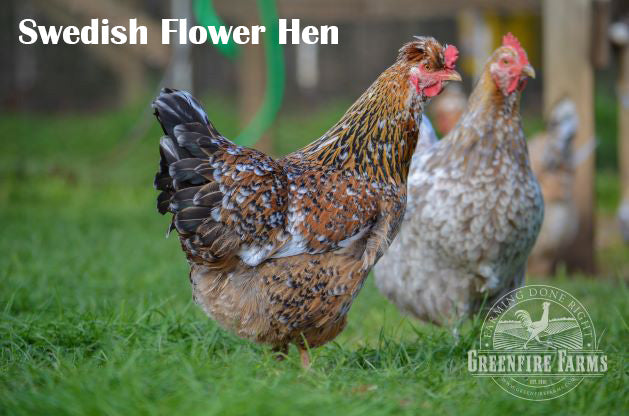 Funky Feather Assortment