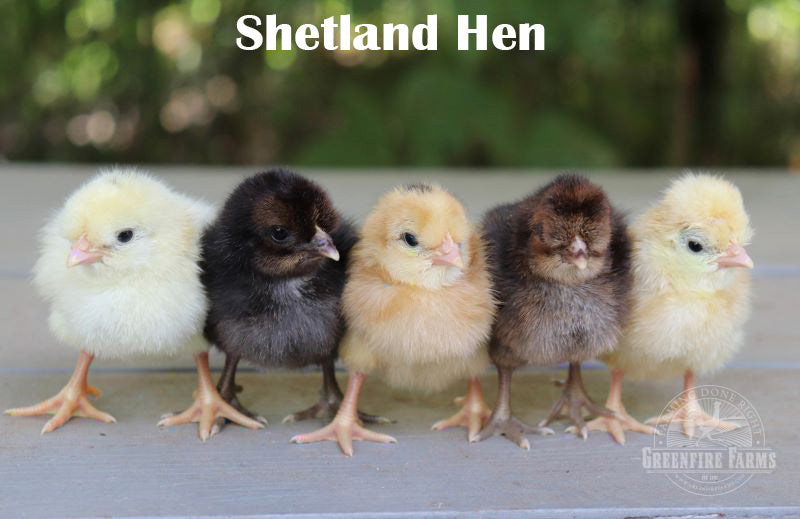 Blue and/or Green Egg Layer Assortment