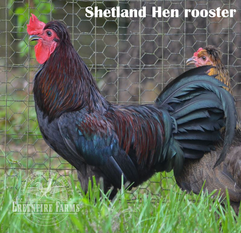 Blue and/or Green Egg Layer Assortment