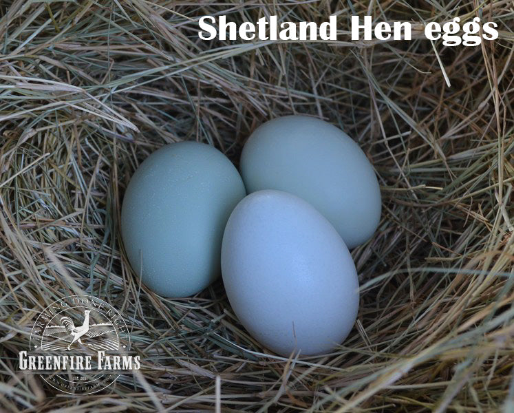 Blue and/or Green Egg Layer Assortment