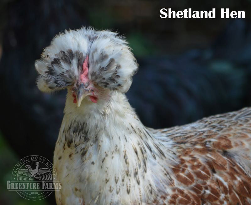 Table Breed Assortment