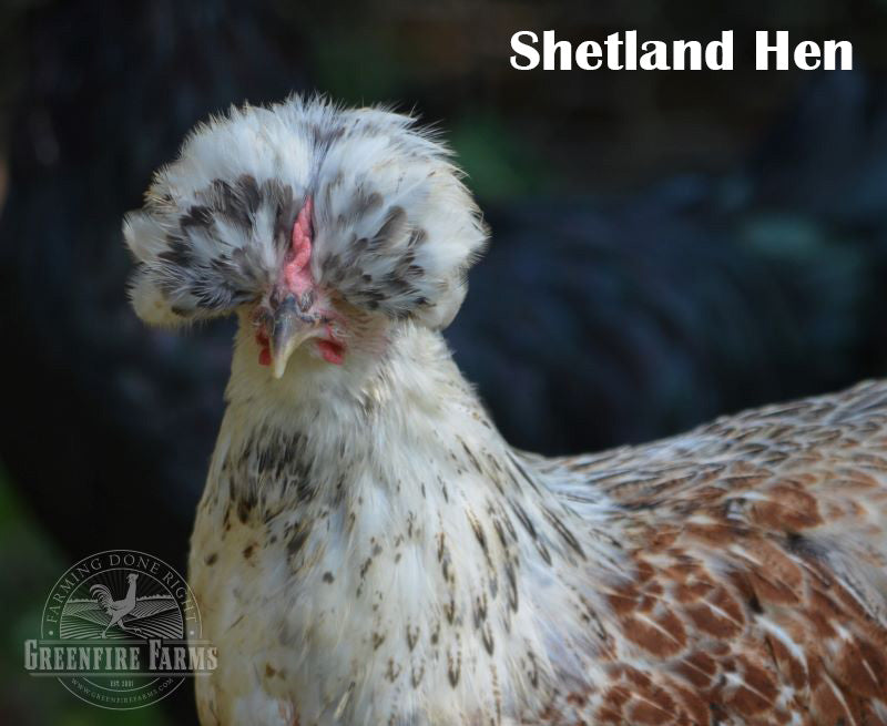 Blue and/or Green Egg Layer Assortment