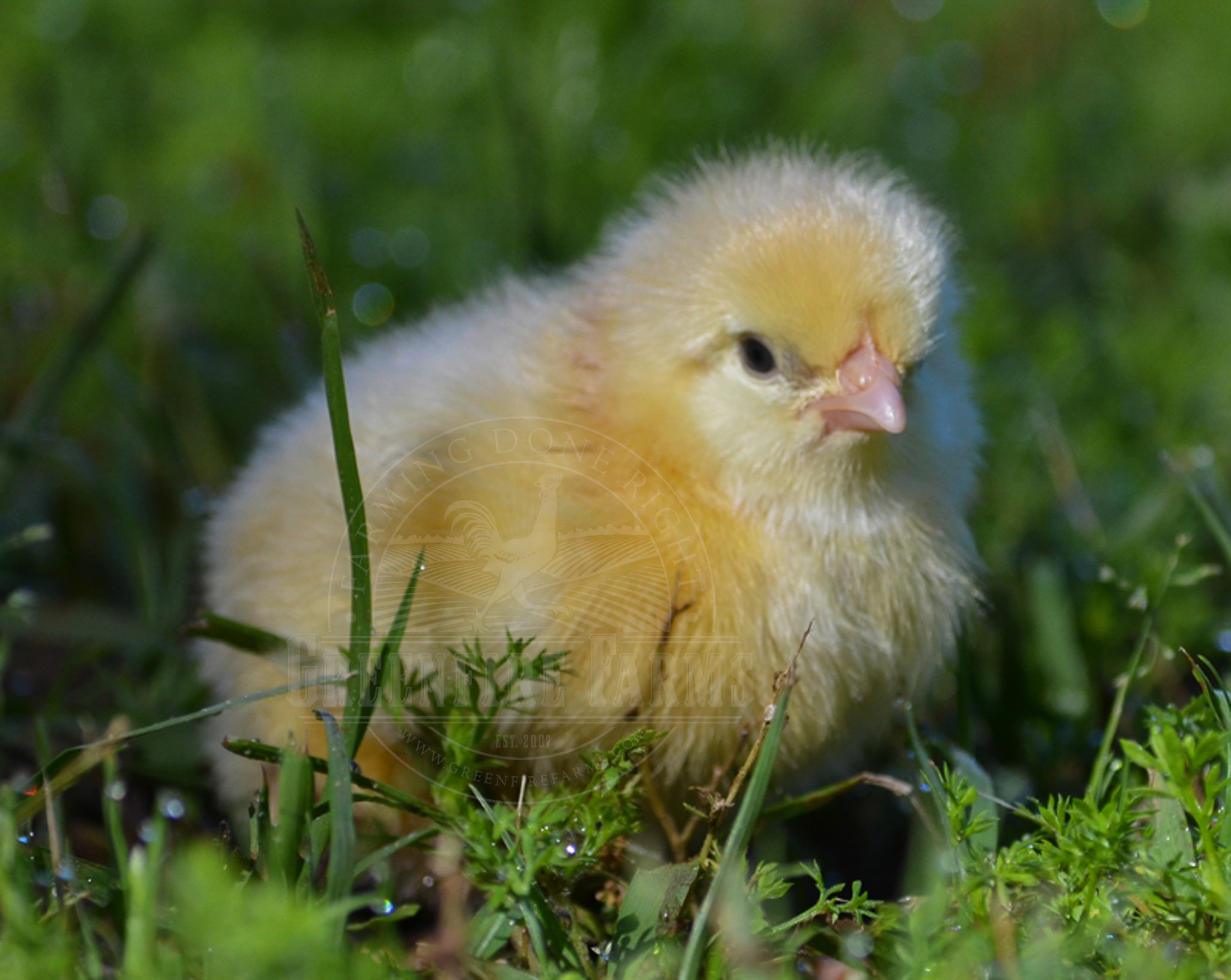 Wheaten Sulmtaler