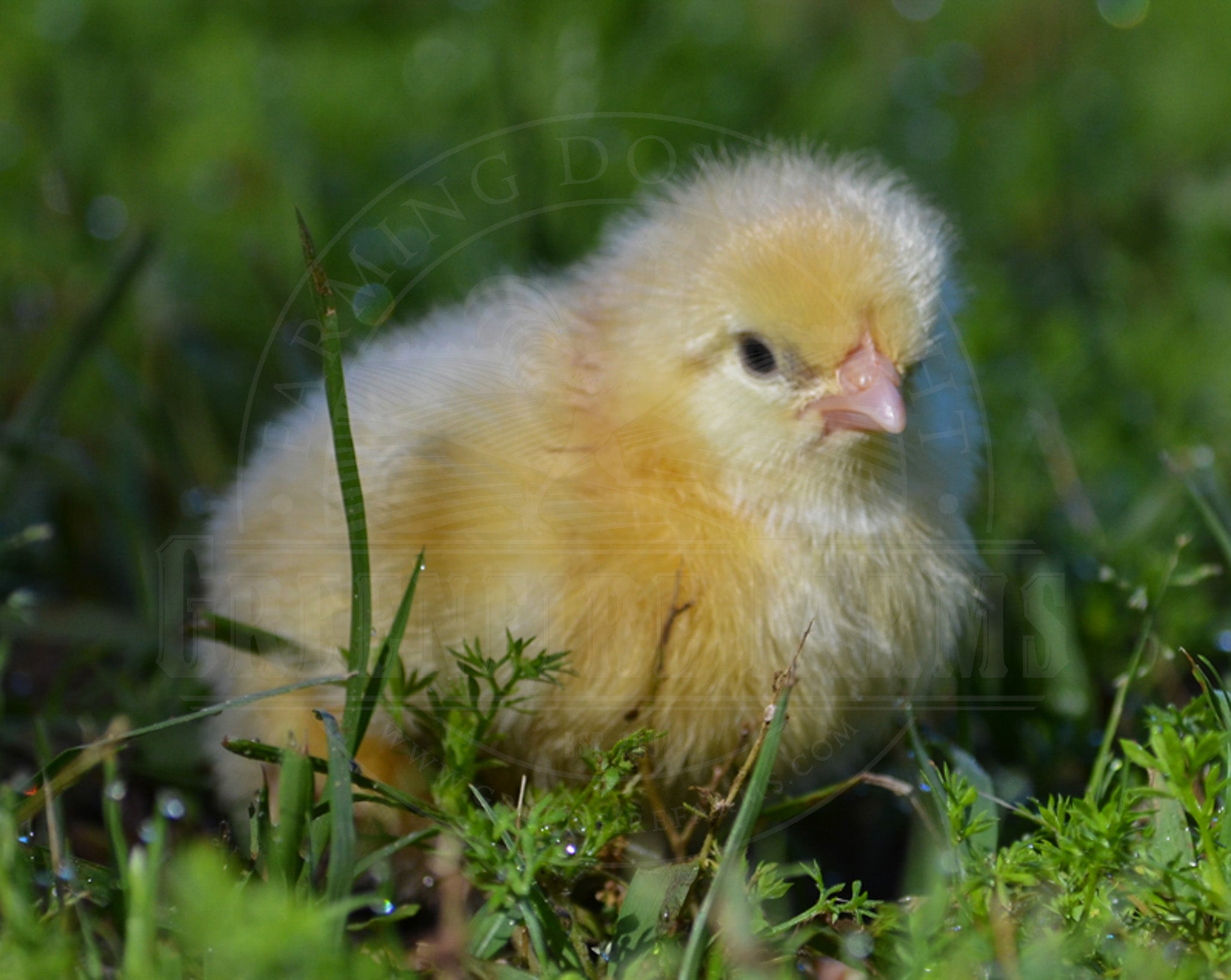 Wheaten Sulmtaler