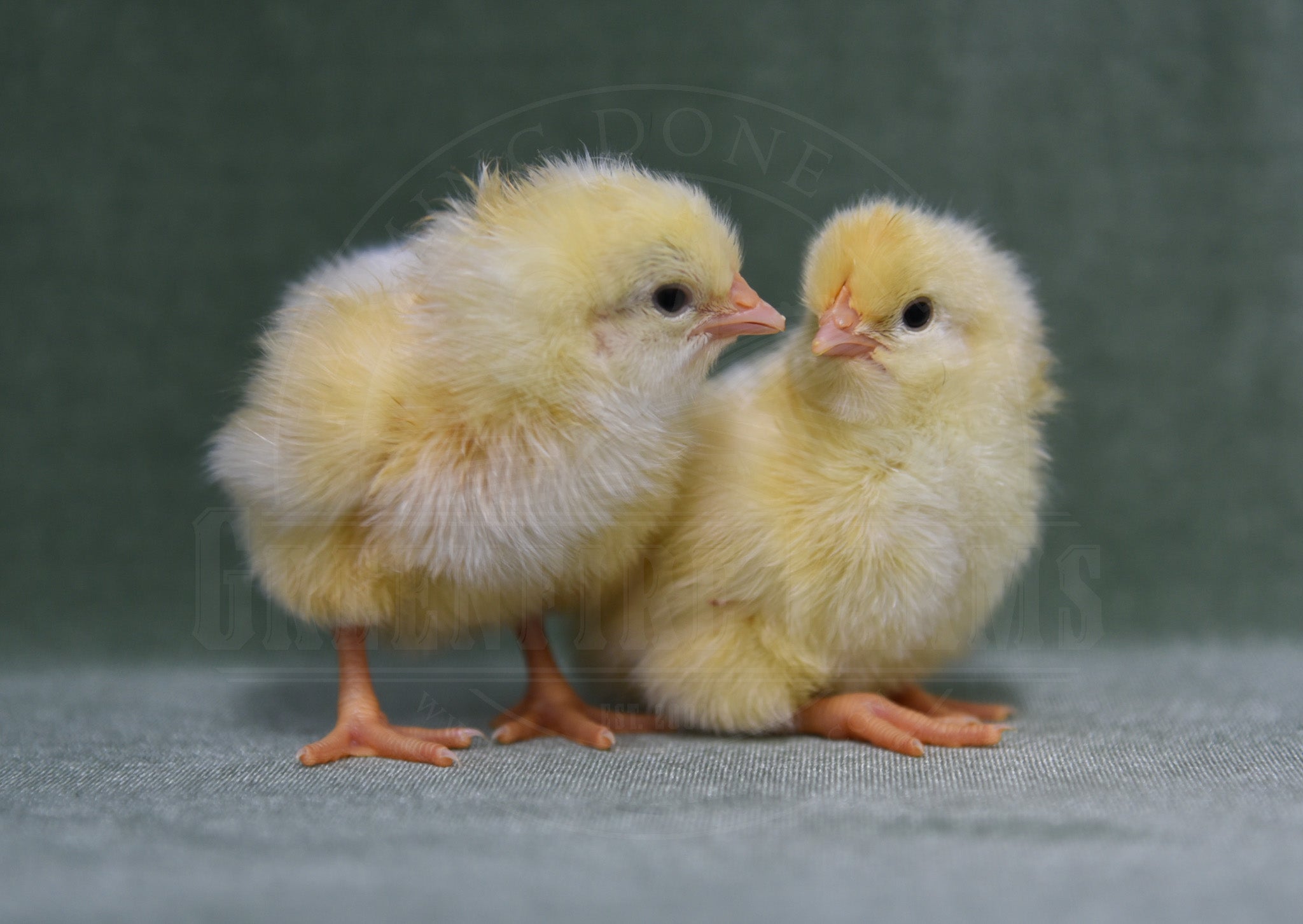 Wheaten Sulmtaler