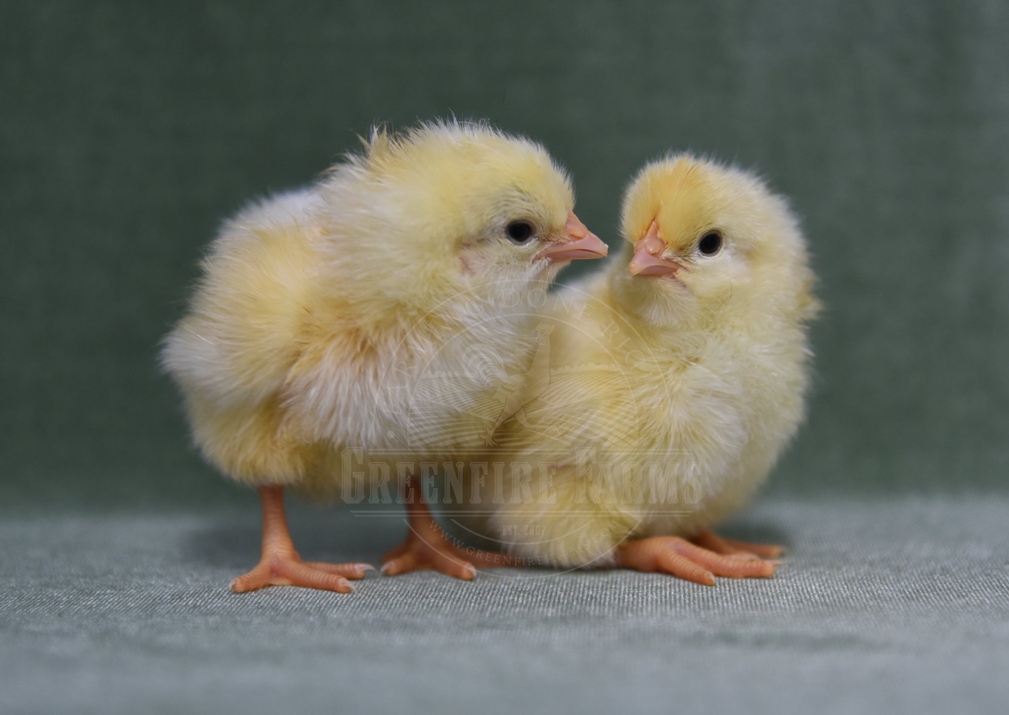 Wheaten Sulmtaler