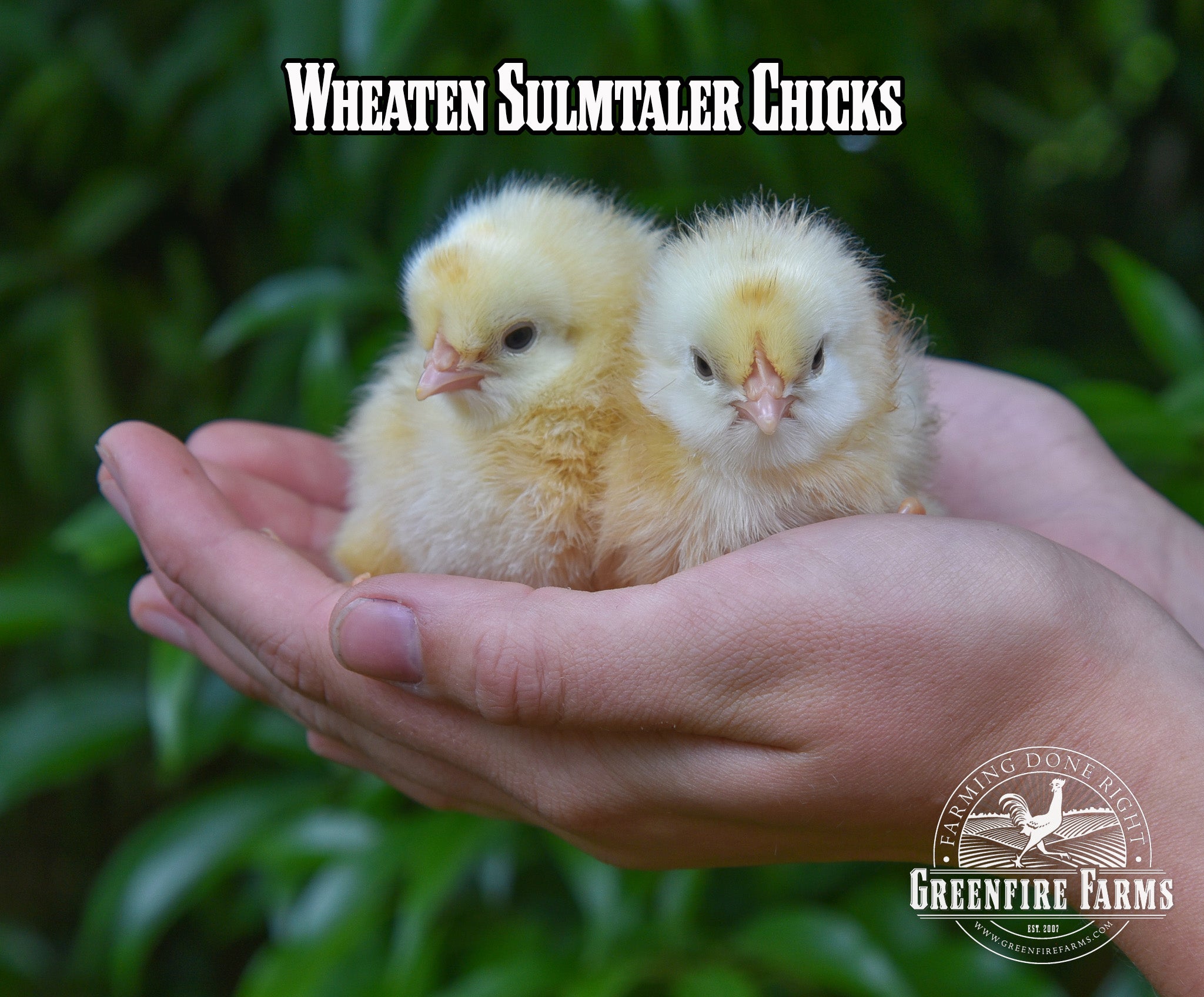 Beginners Assortment