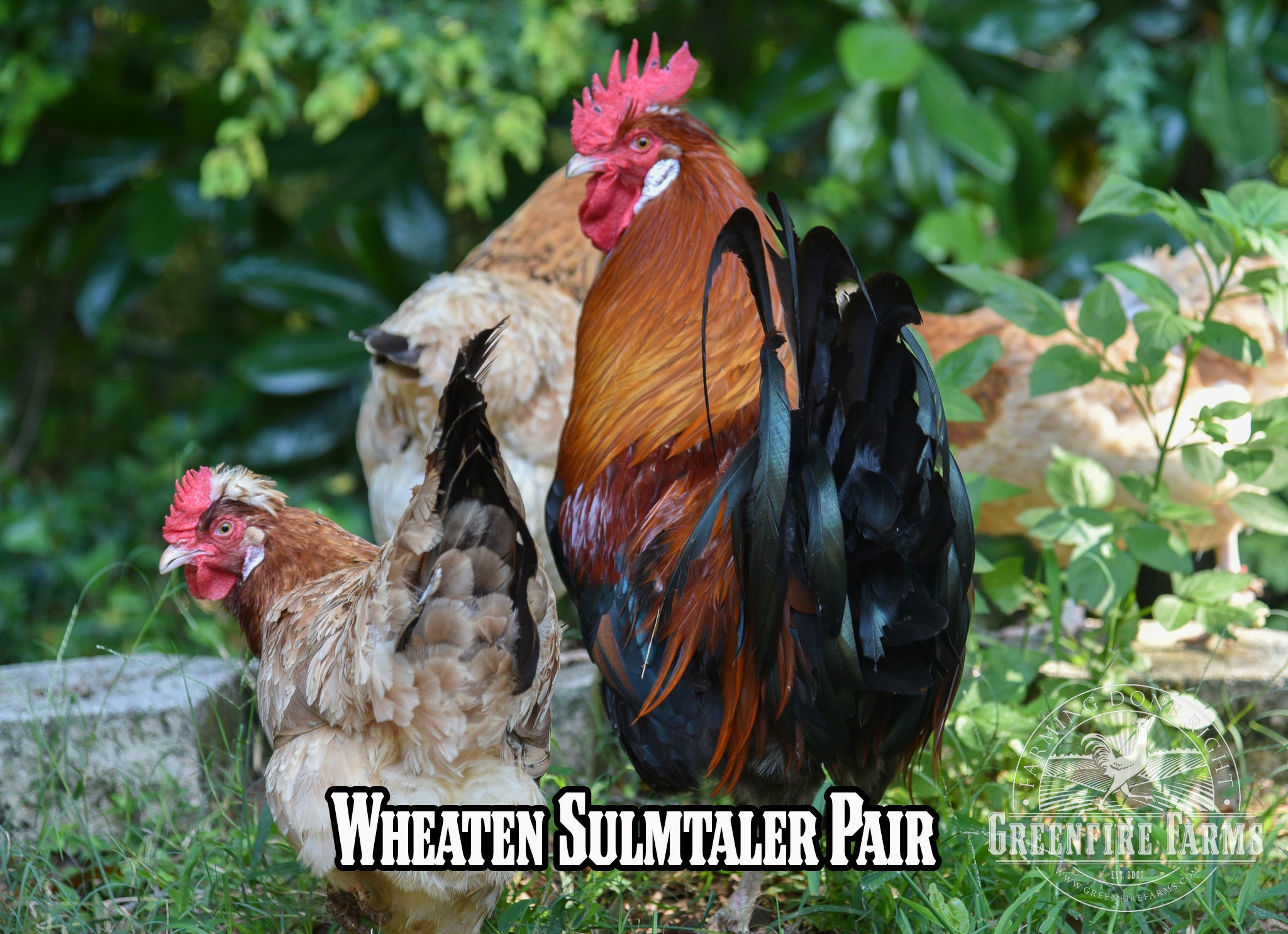 Beginners Assortment