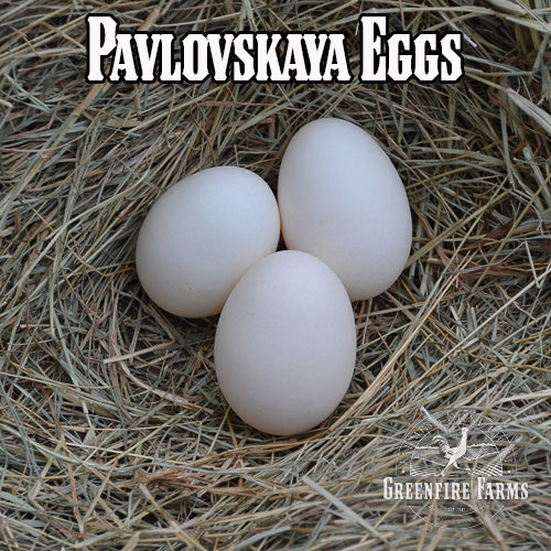 Beginners Assortment