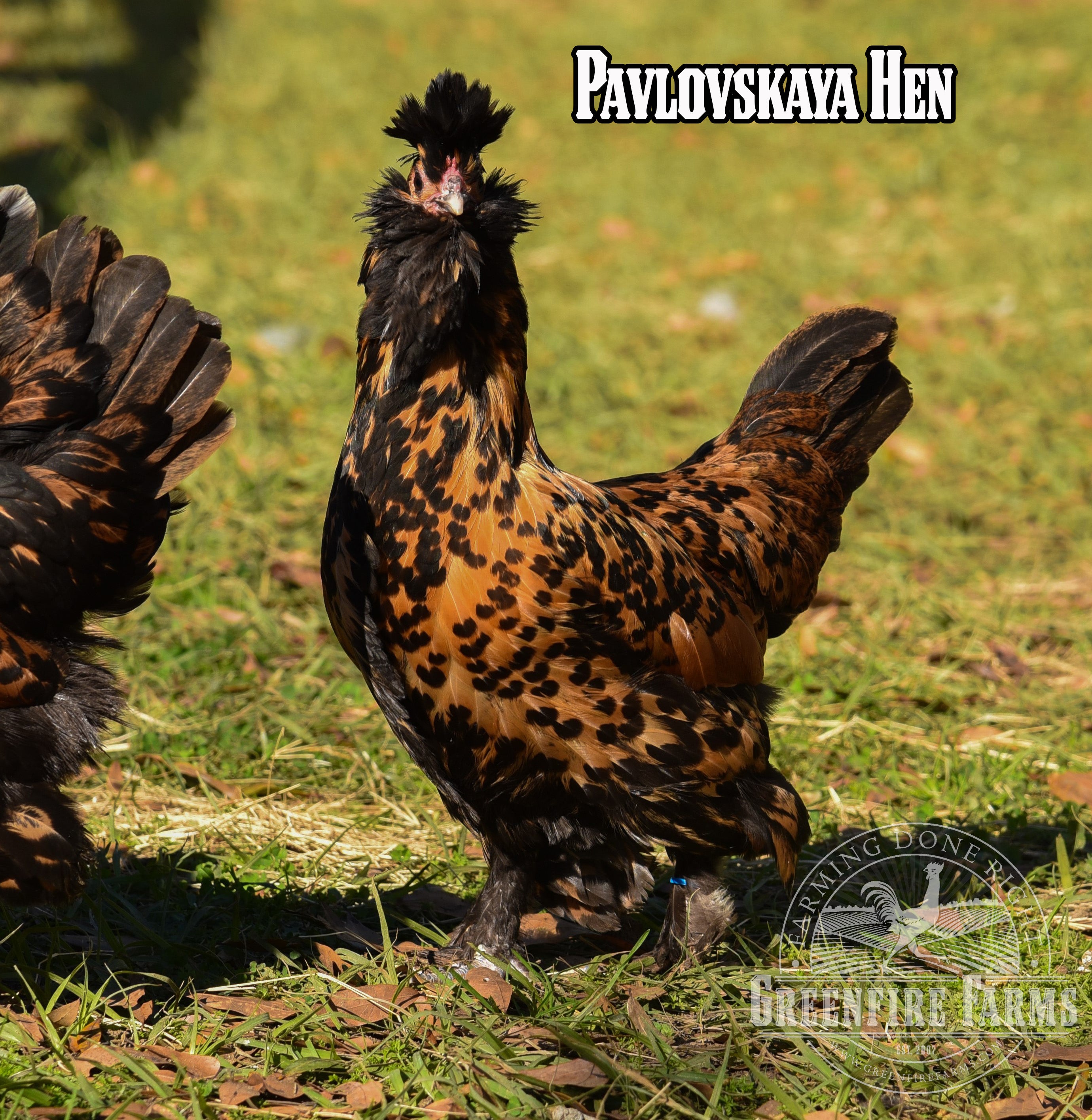 Beginners Assortment