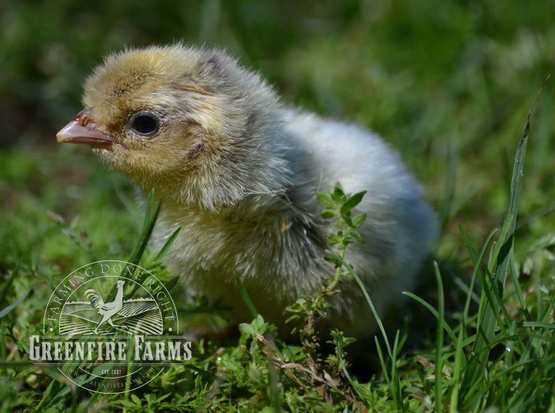 Spitzhauben Assortment