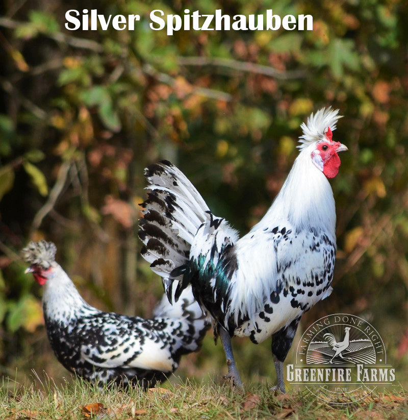 Funky Feather Assortment