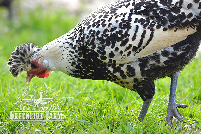 Spitzhauben Assortment