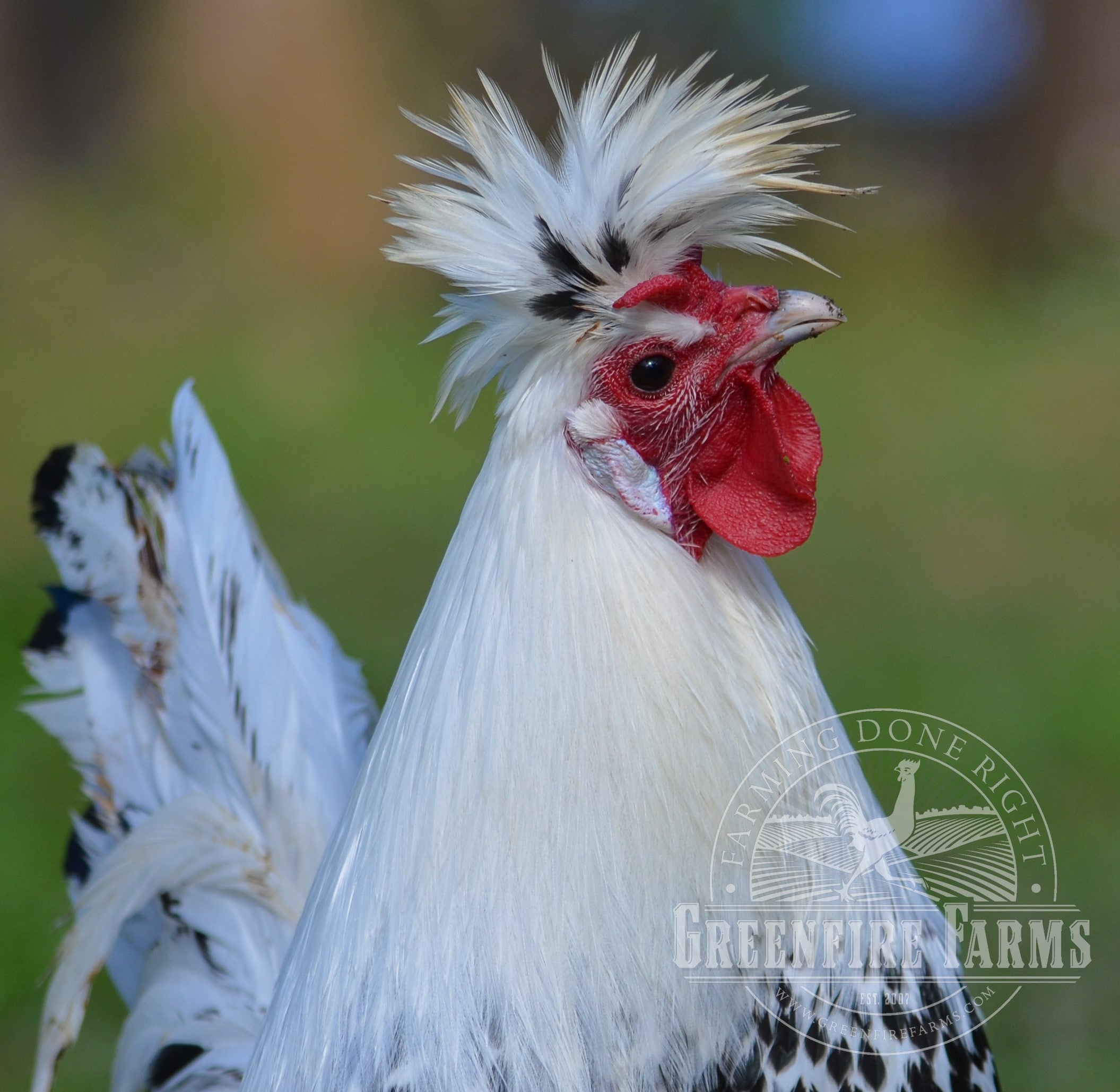 Spitzhauben Assortment