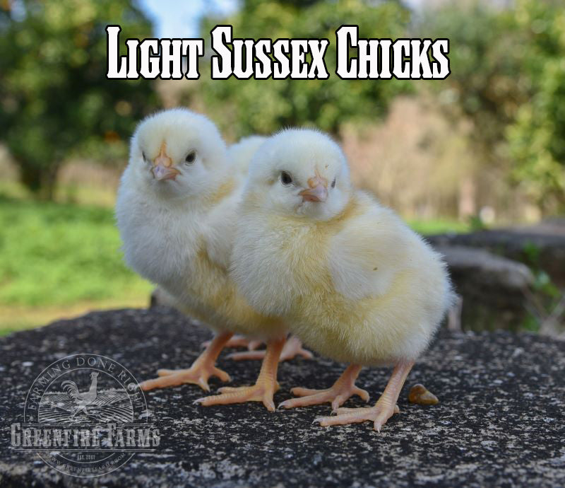 Beginners Assortment