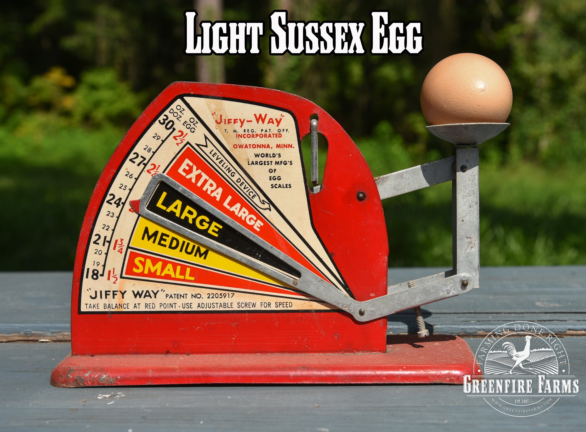 Best Egg-Layers Assortment