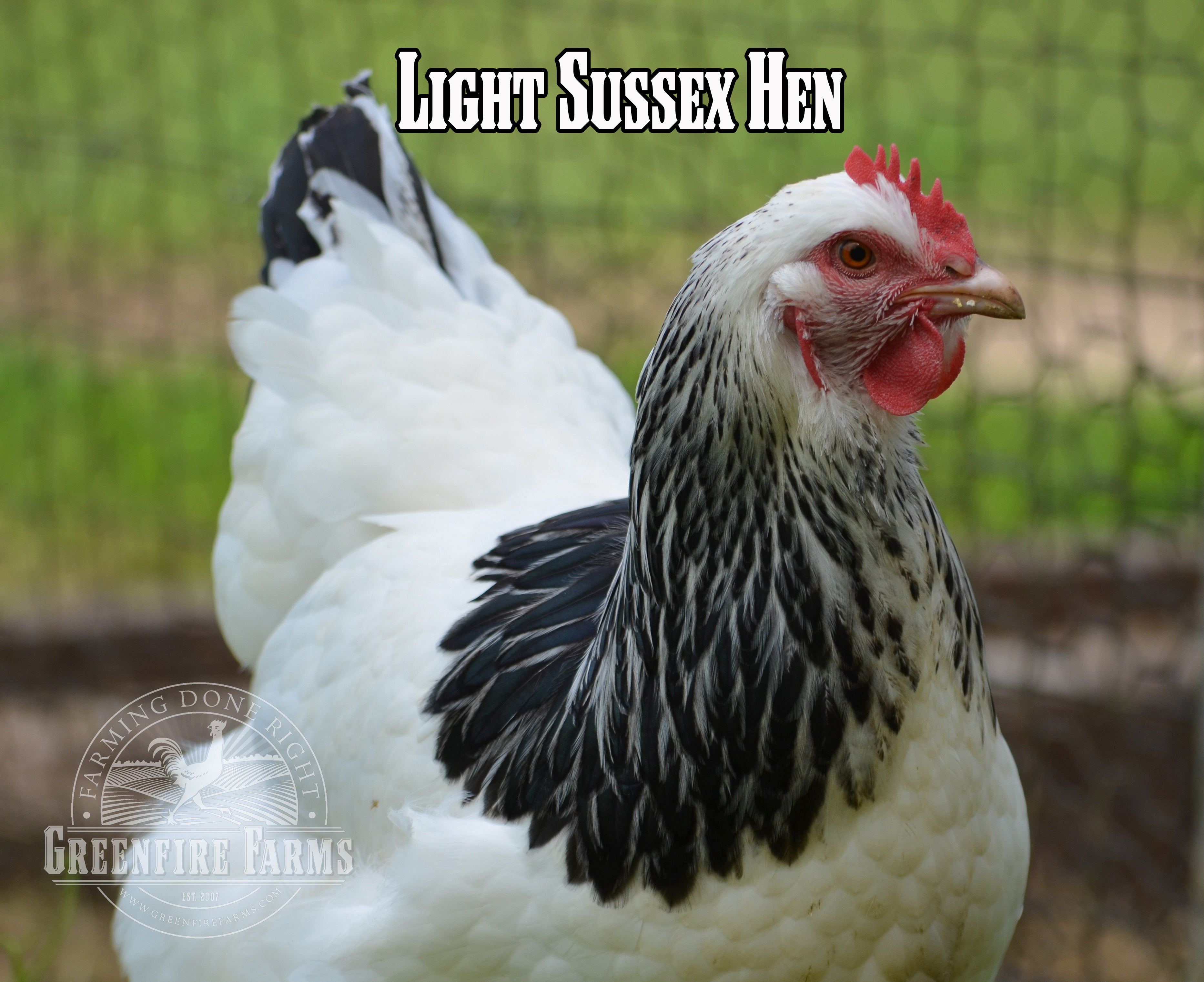 Beginners Assortment