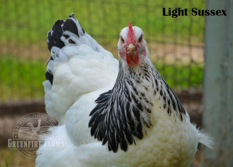 Table Breed Assortment