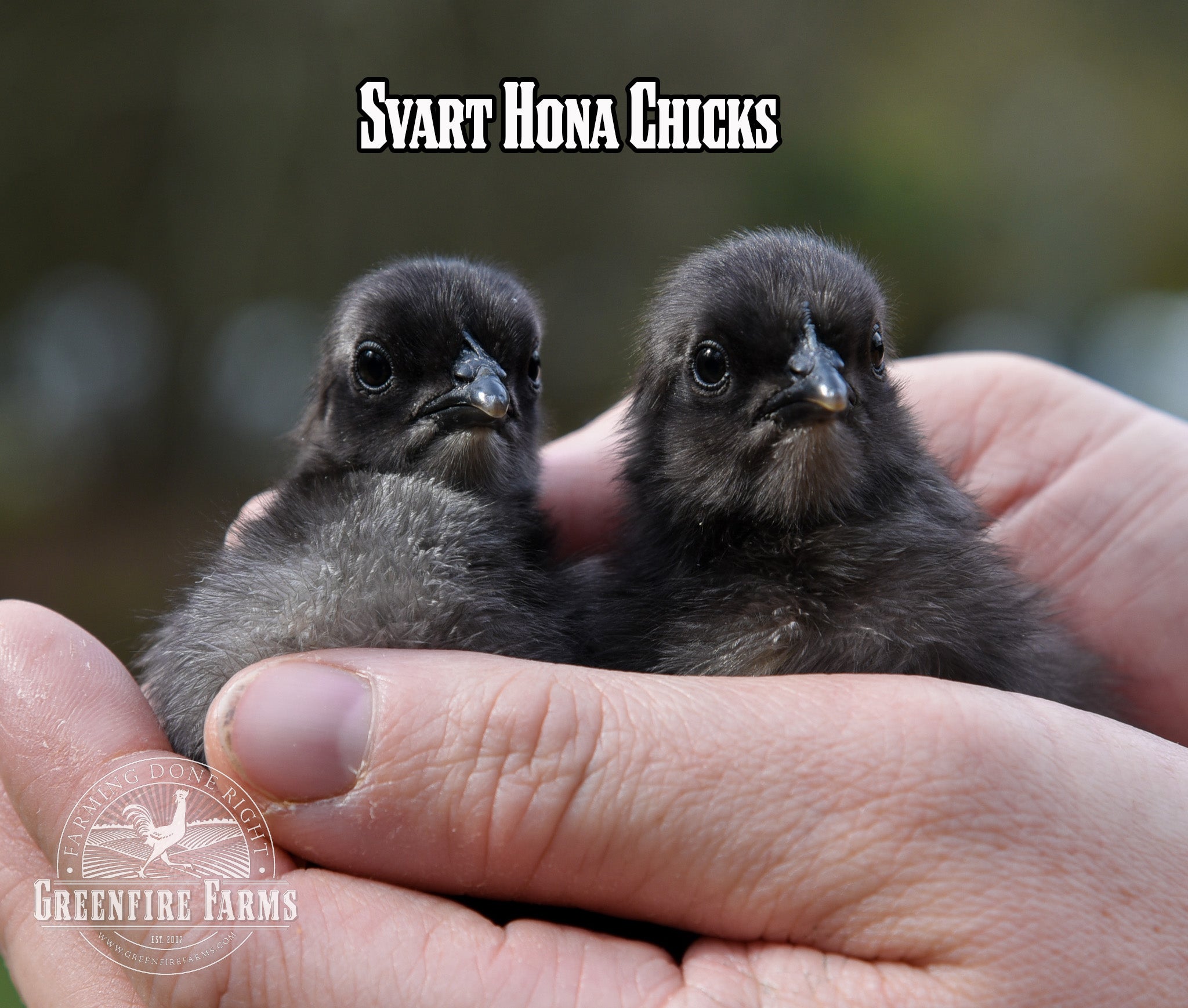 Best Egg-Layers Assortment