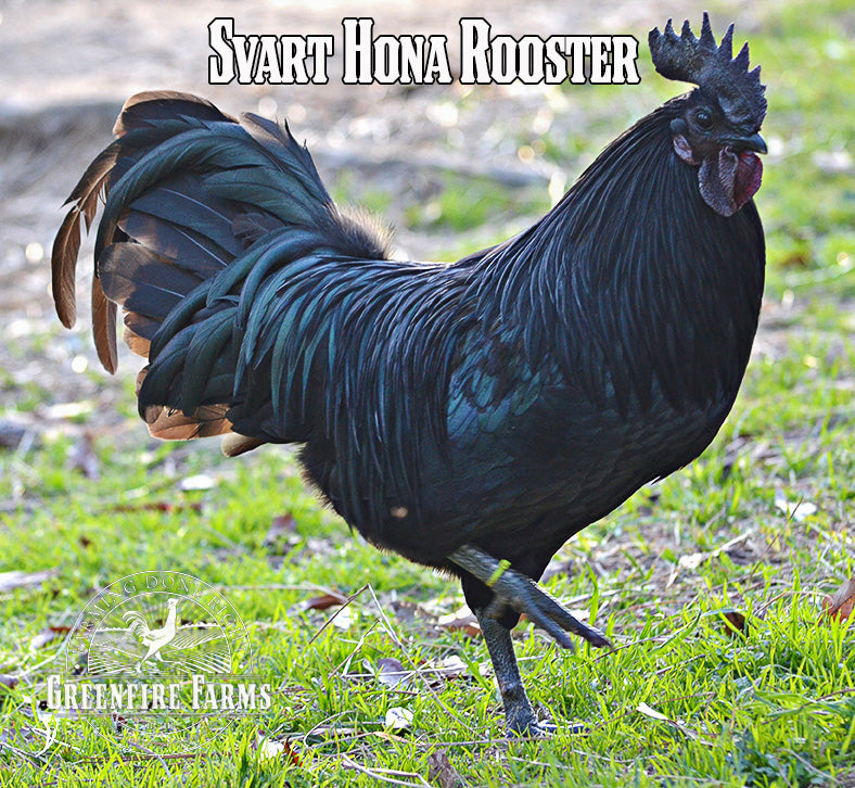 Best Egg-Layers Assortment