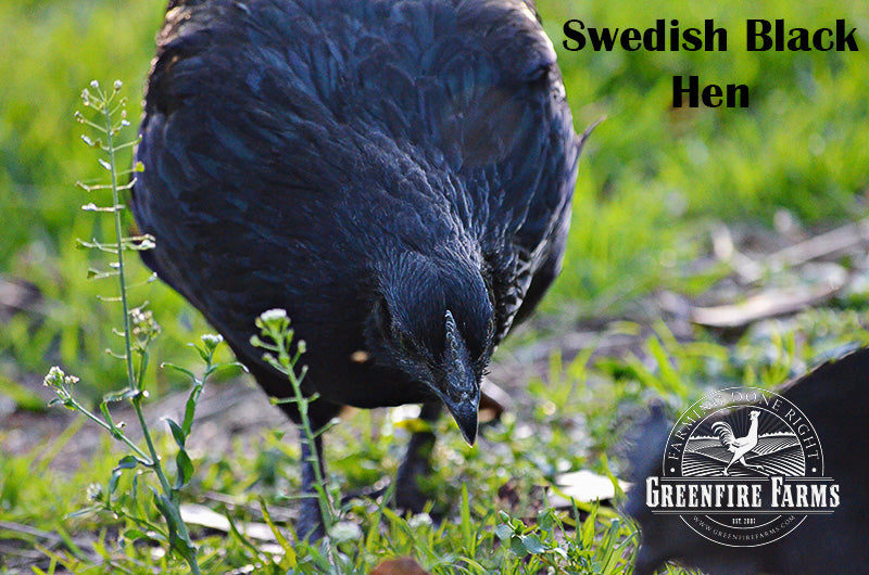 Cold Hardy Assortment