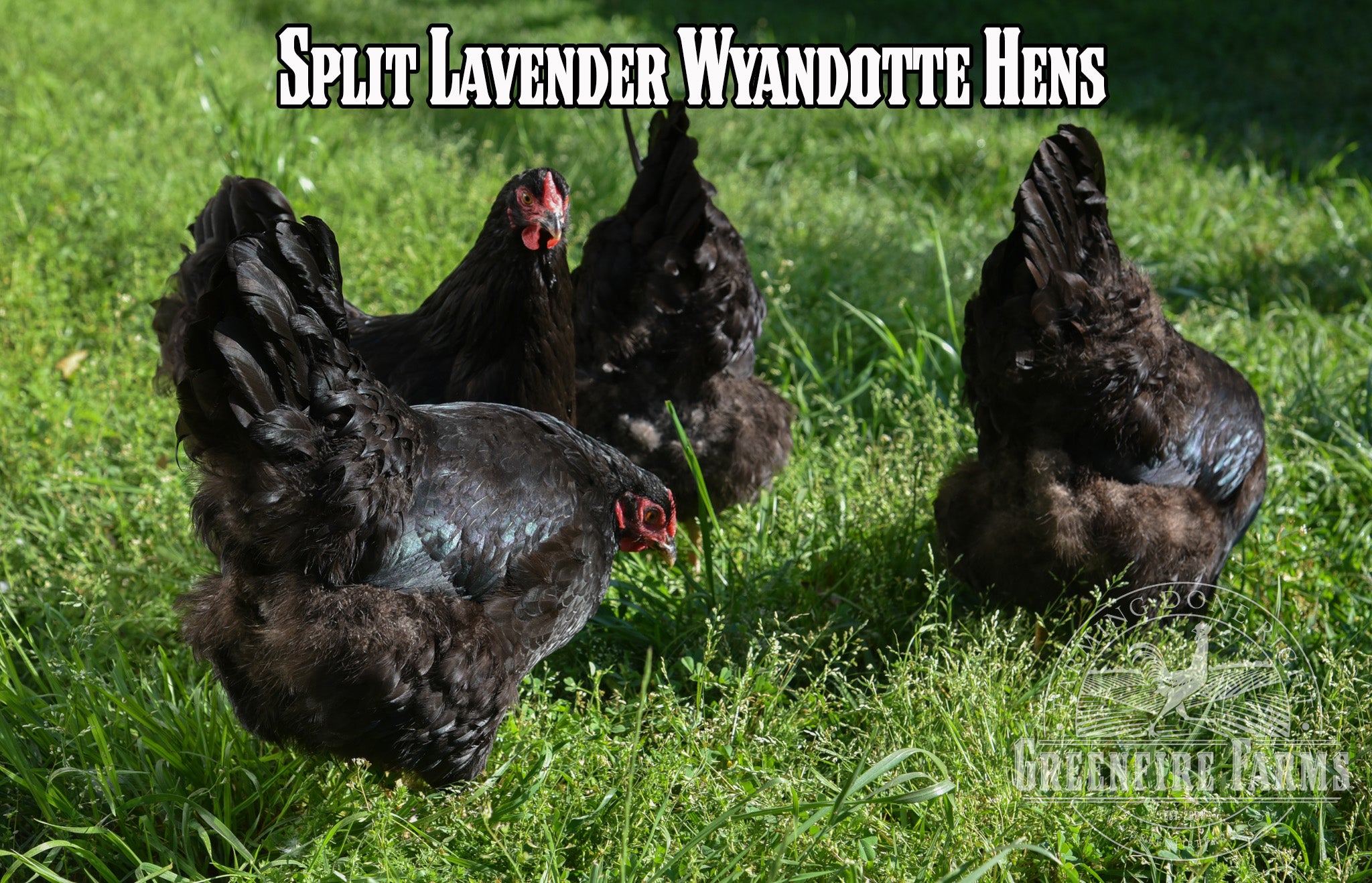 Beginners Assortment