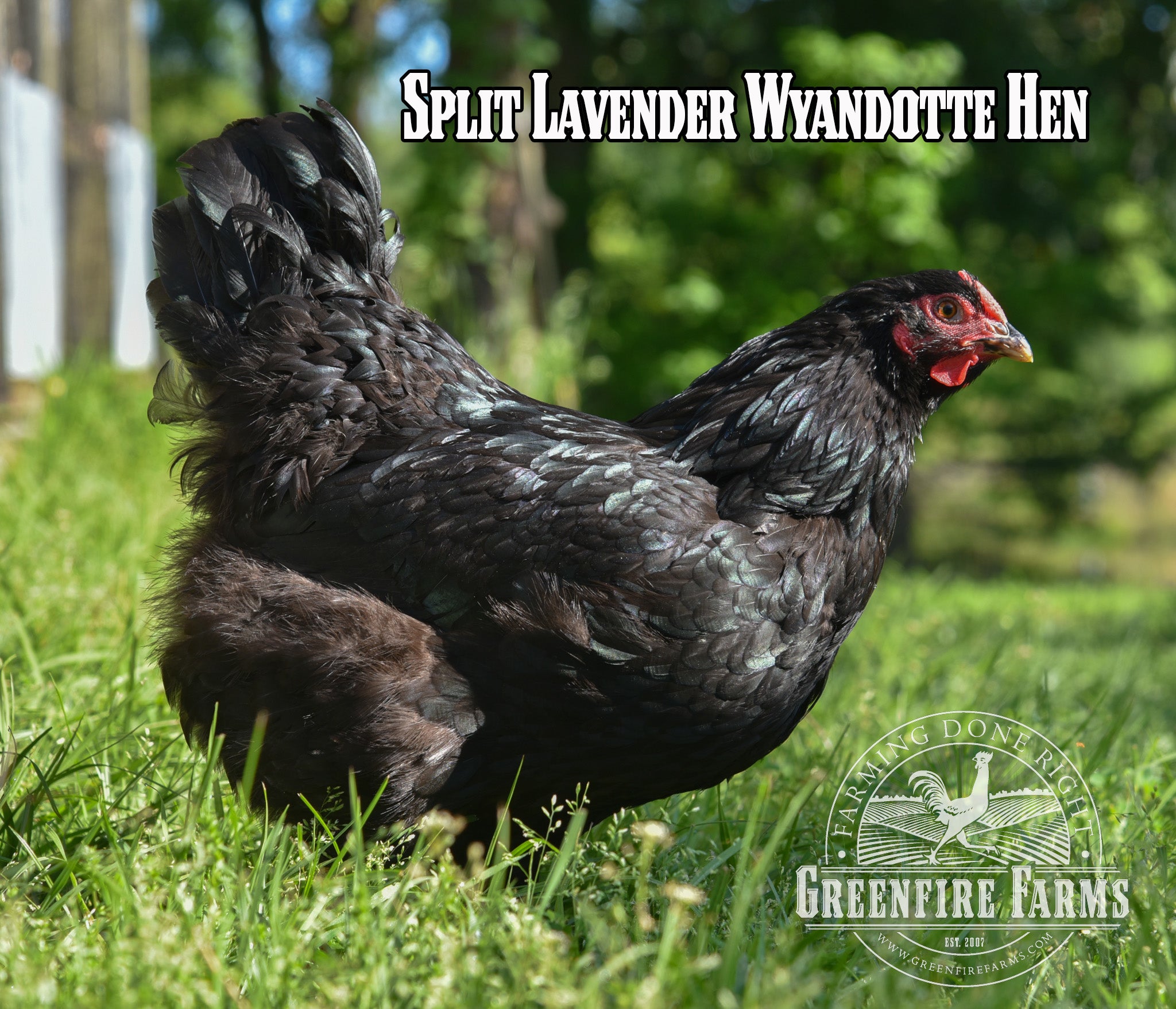 Beginners Assortment