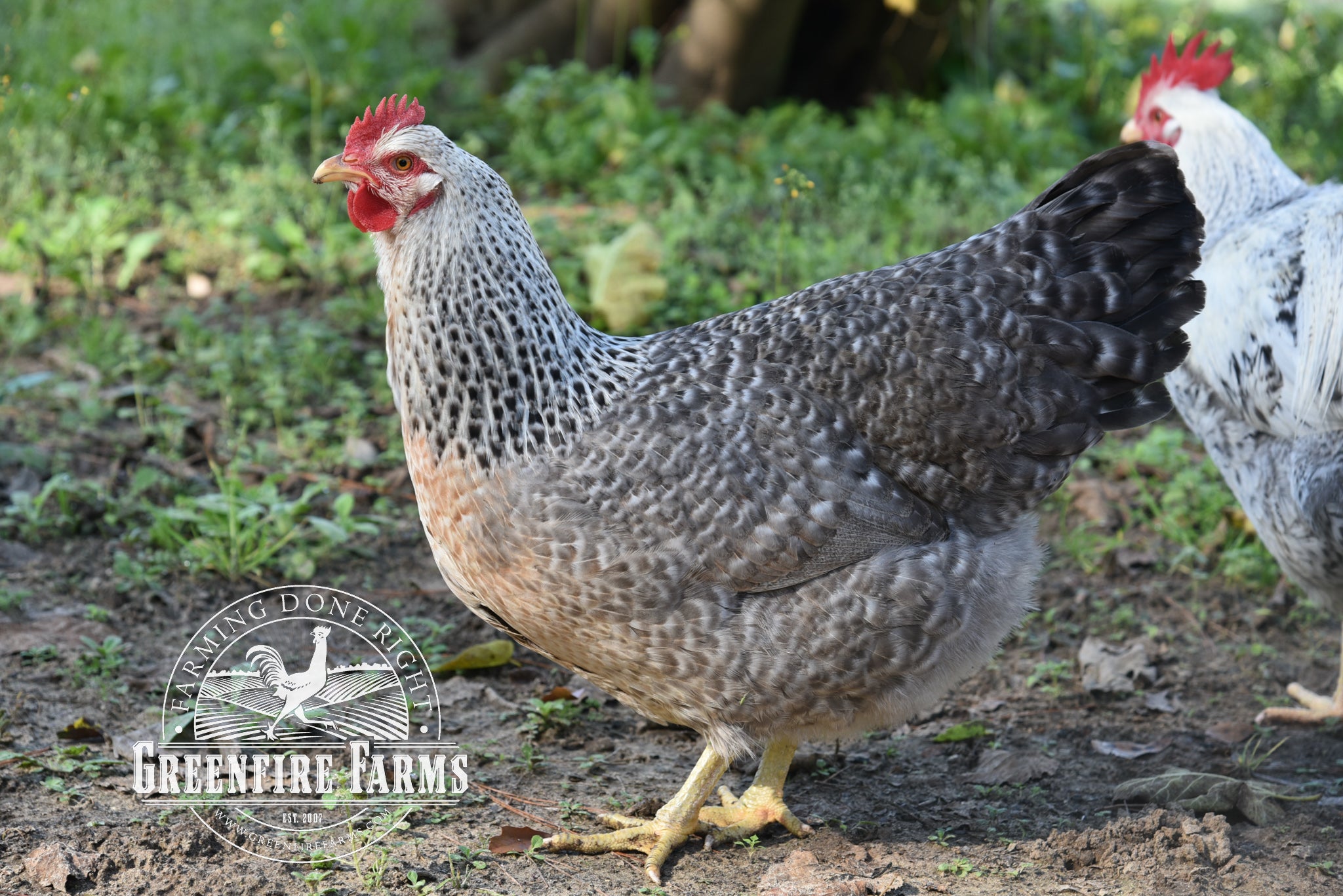 Silver Bielefelder