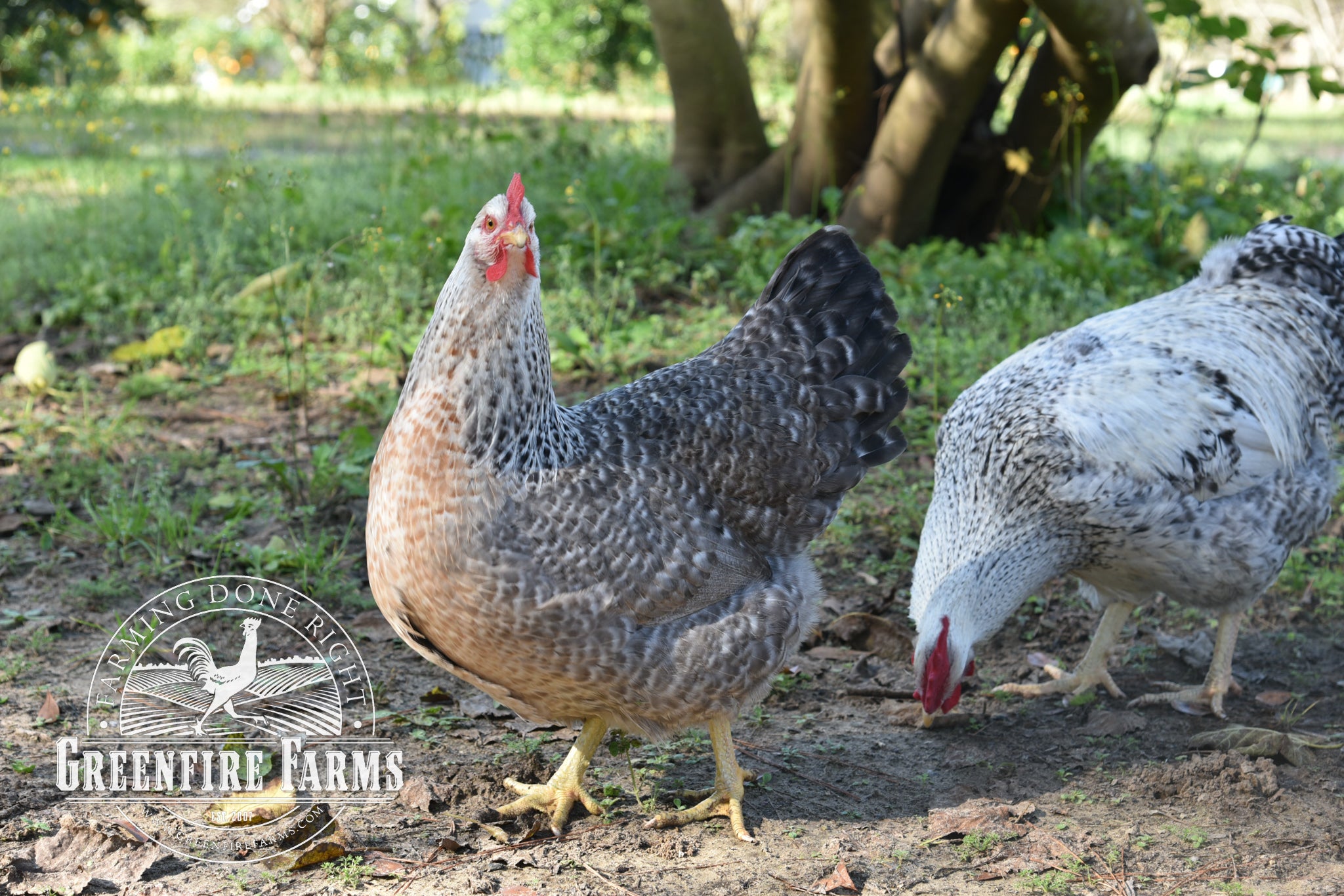 Silver Bielefelder
