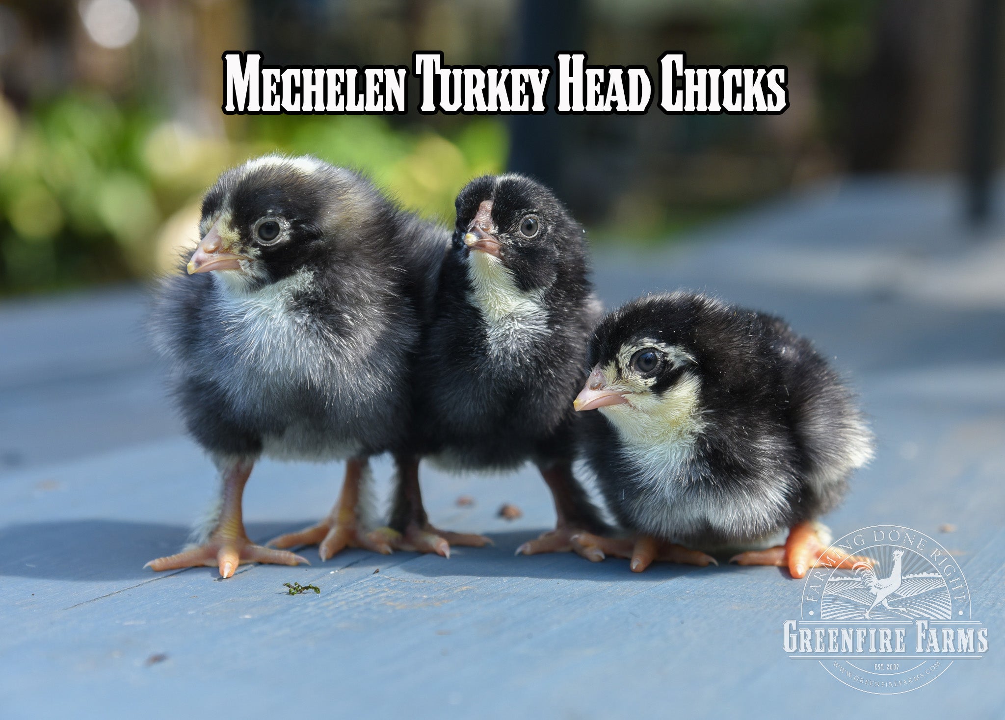 Beginners Assortment