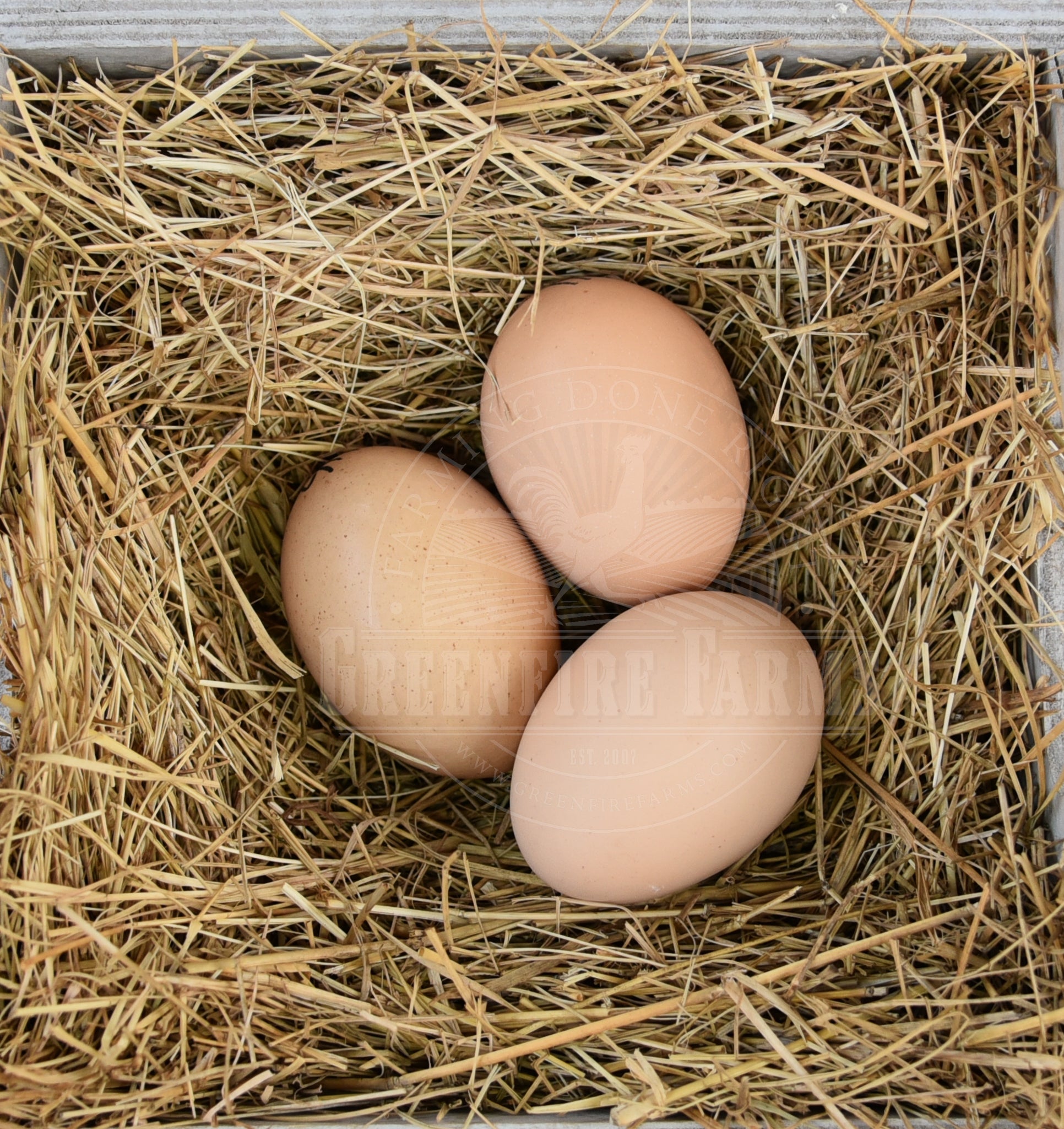 Mechelen Turkey Head