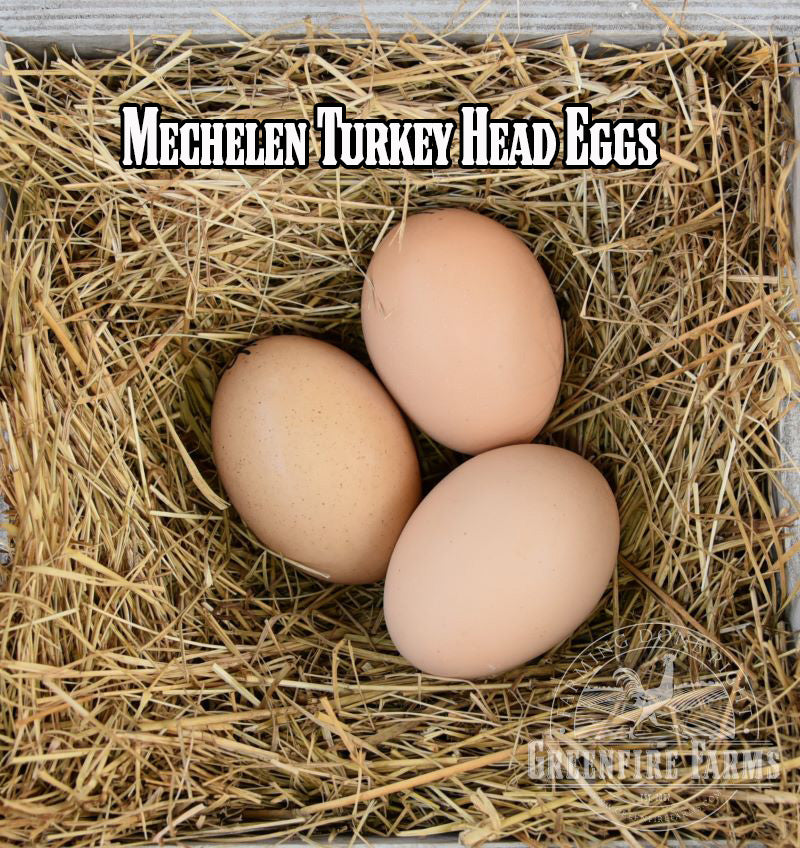 Best Egg-Layers Assortment