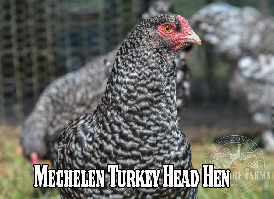 Best Egg-Layers Assortment