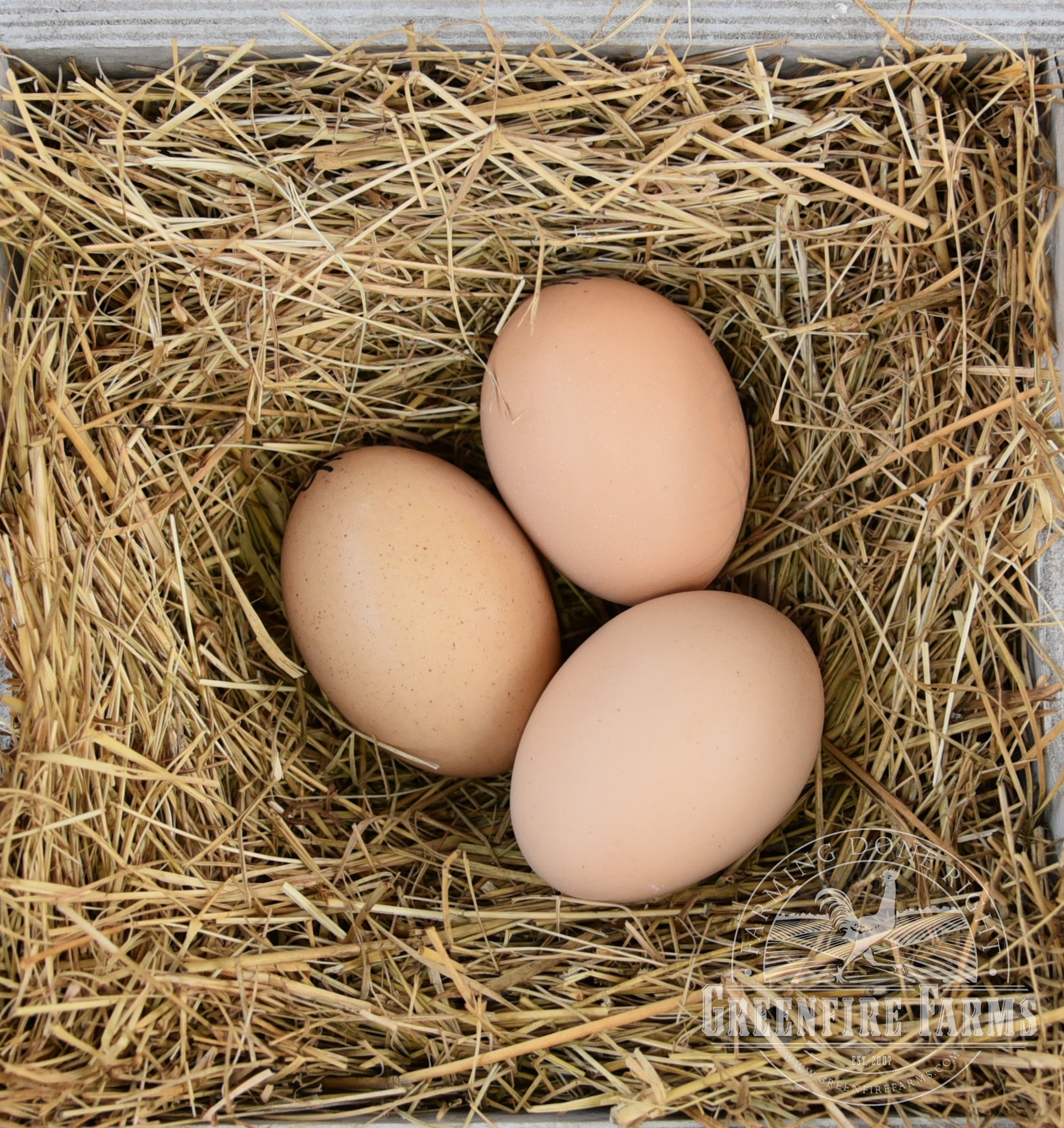 Mechelen Turkey Head