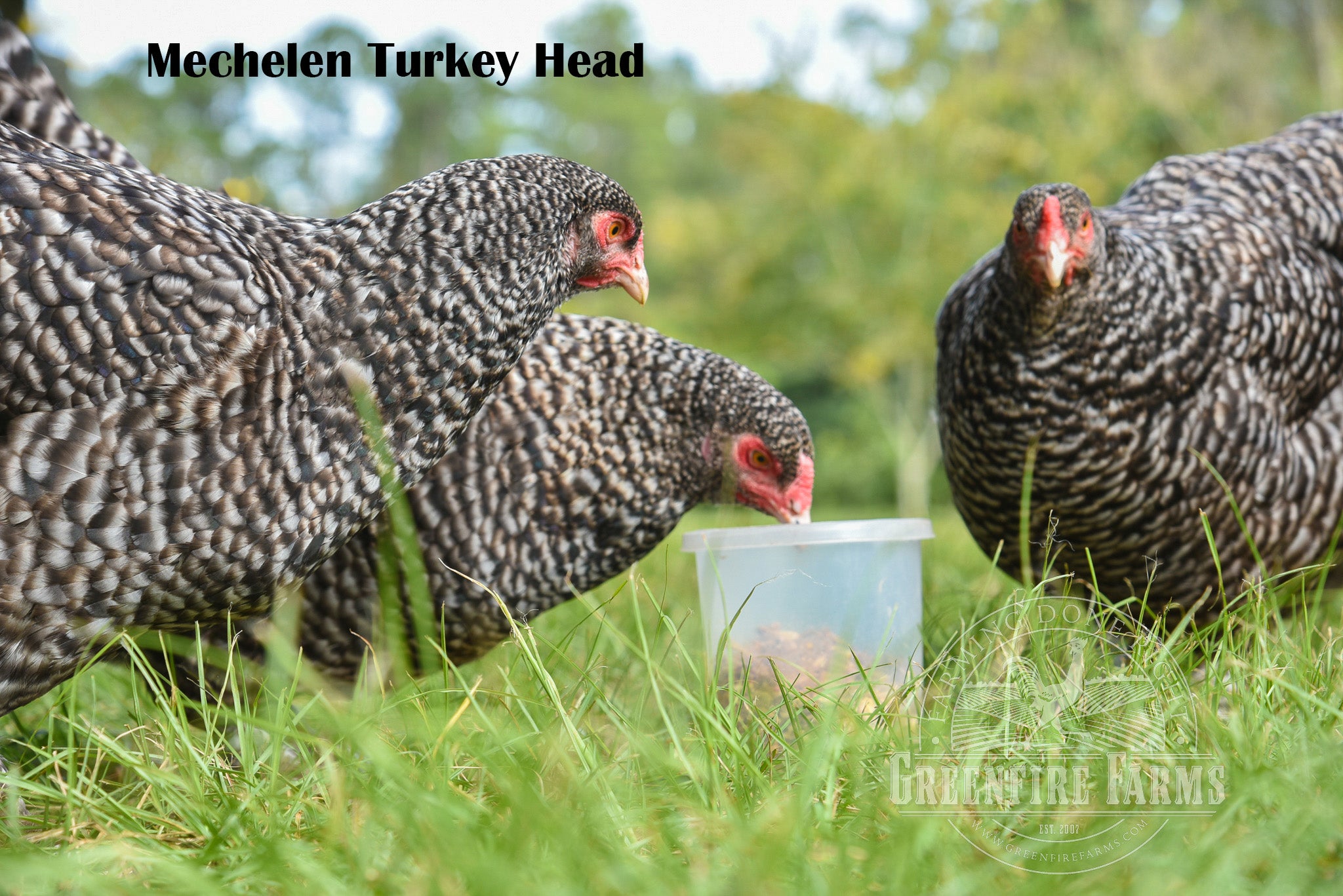 Cold Hardy Assortment