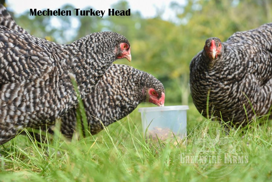 Table Breed Assortment