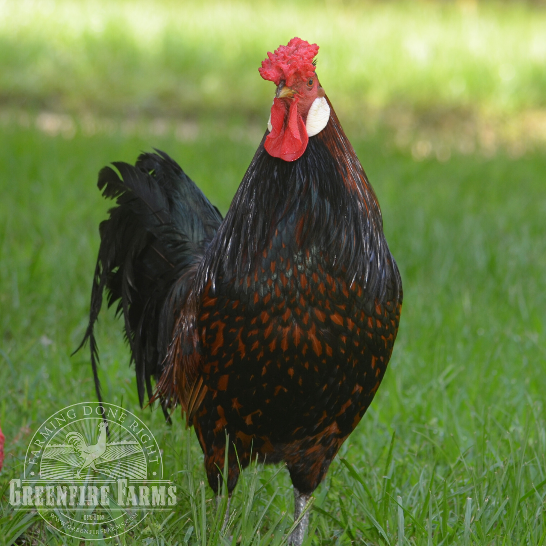 Old English Pheasant Fowl