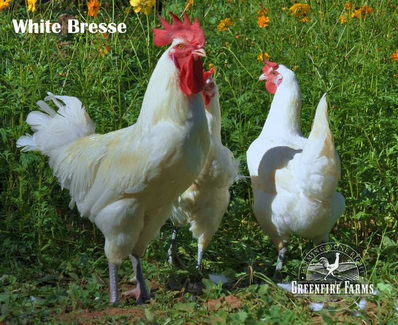 Heat Hardy Assortment