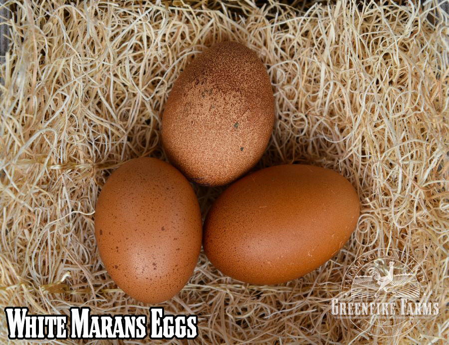 Best Egg-Layers Assortment