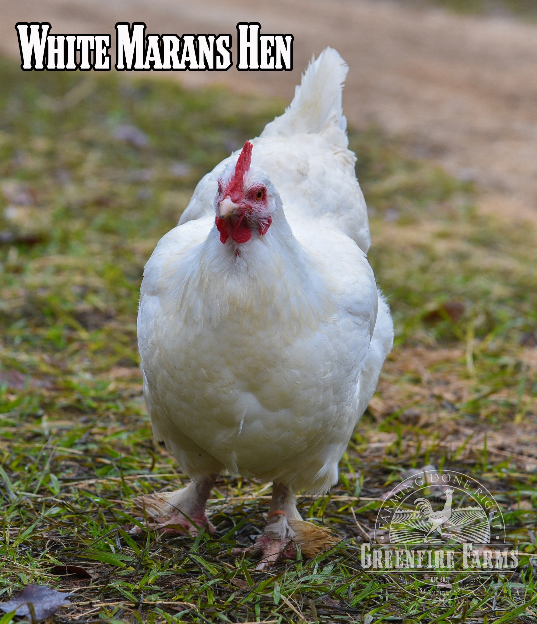 Best Egg-Layers Assortment